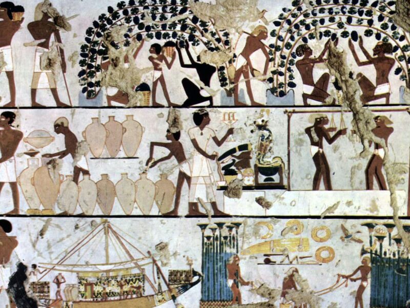 Phases of wine making in an Egyptian tomb painting