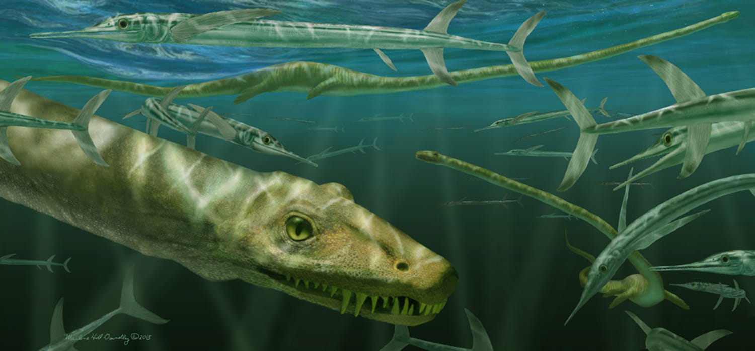 Restoration of Dinocephalosaurus orientalis depicted among a school of large predatory actinopterygian fishes, Saurichthys