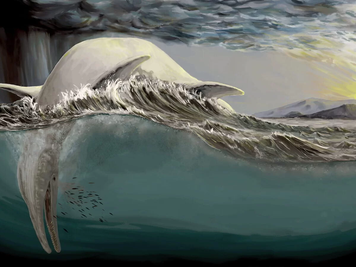 Reconstruction of a giant ichthyosaur floating dead on the ocean surface. Ichthyosaur remains have been found in ocean sediments from various locations in Europe