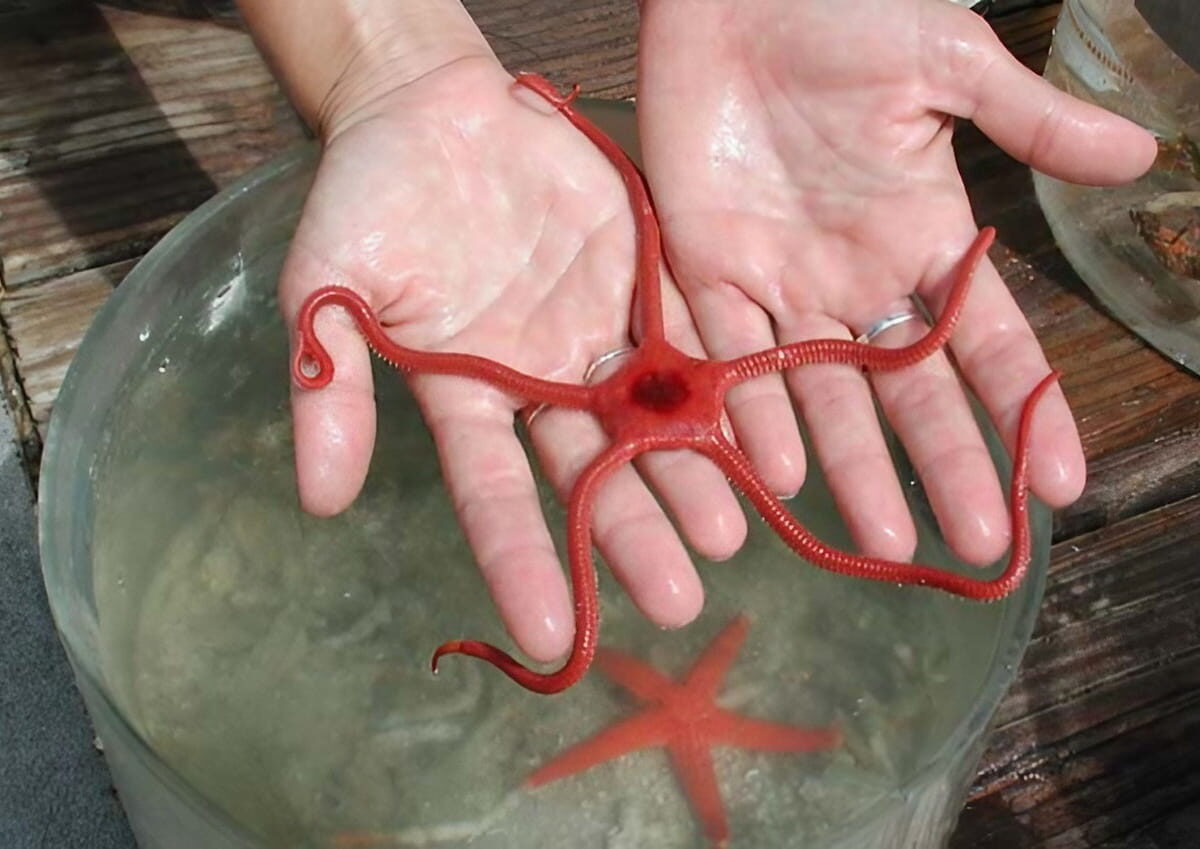 Giant “brittle star” (ophiuroidea).