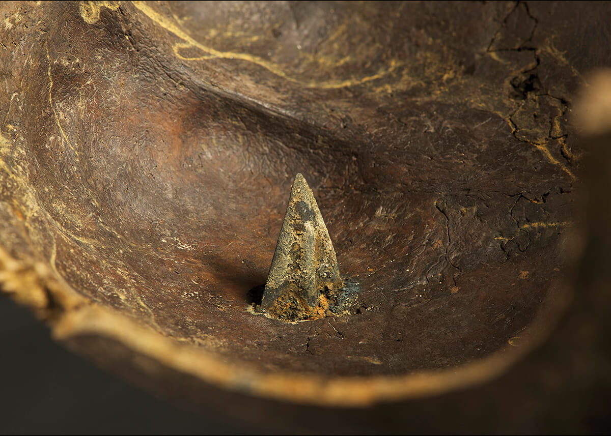 Skull with perforating bronze arrowhead (approx. 35mm) found at Weltzin 20 (North). Note the damage to the tip of the arrowhead caused by the impact