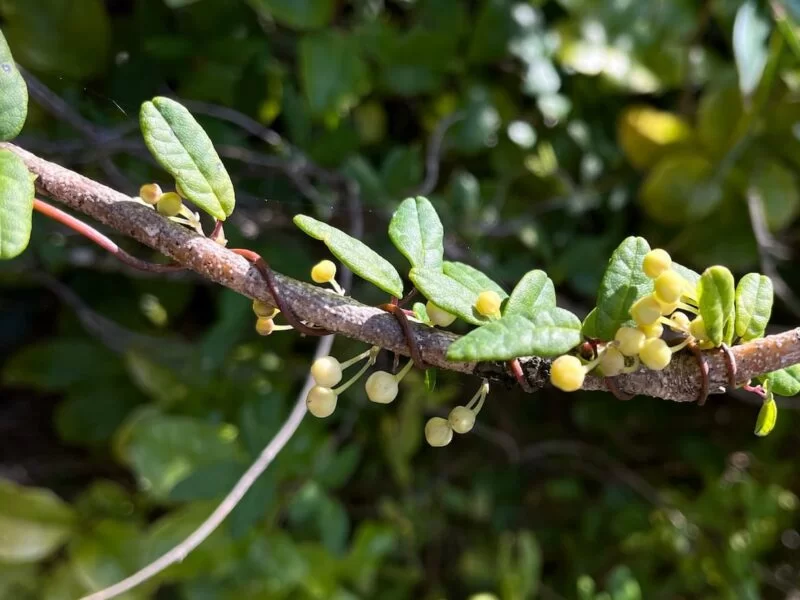 The Prodigious Plant That Can See and Simultaneously Mimic the Leaves of Surrounding Species Without Physical Contact