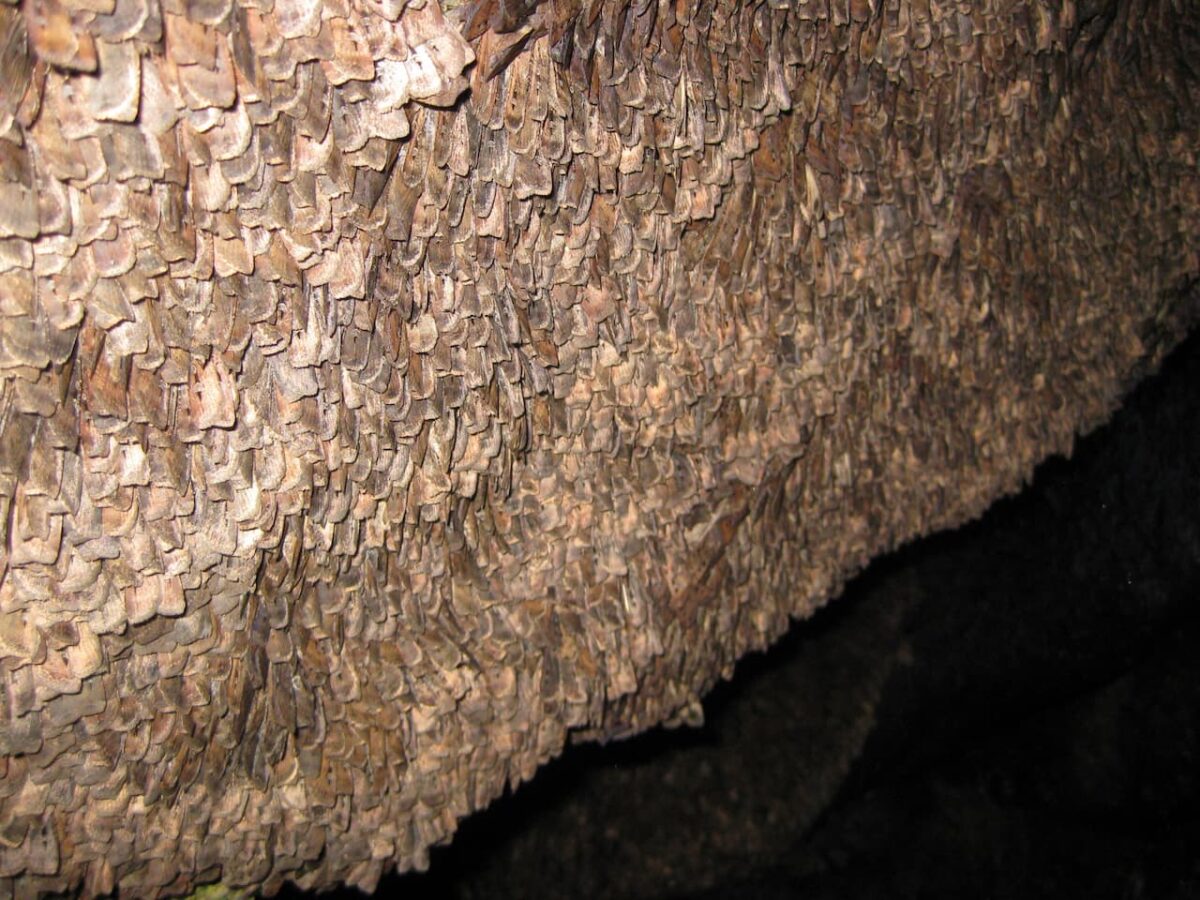 australian moths navigate by the stars